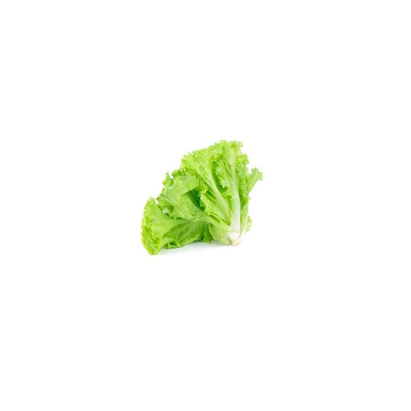 Soft-Lettuce-Per-Bunch